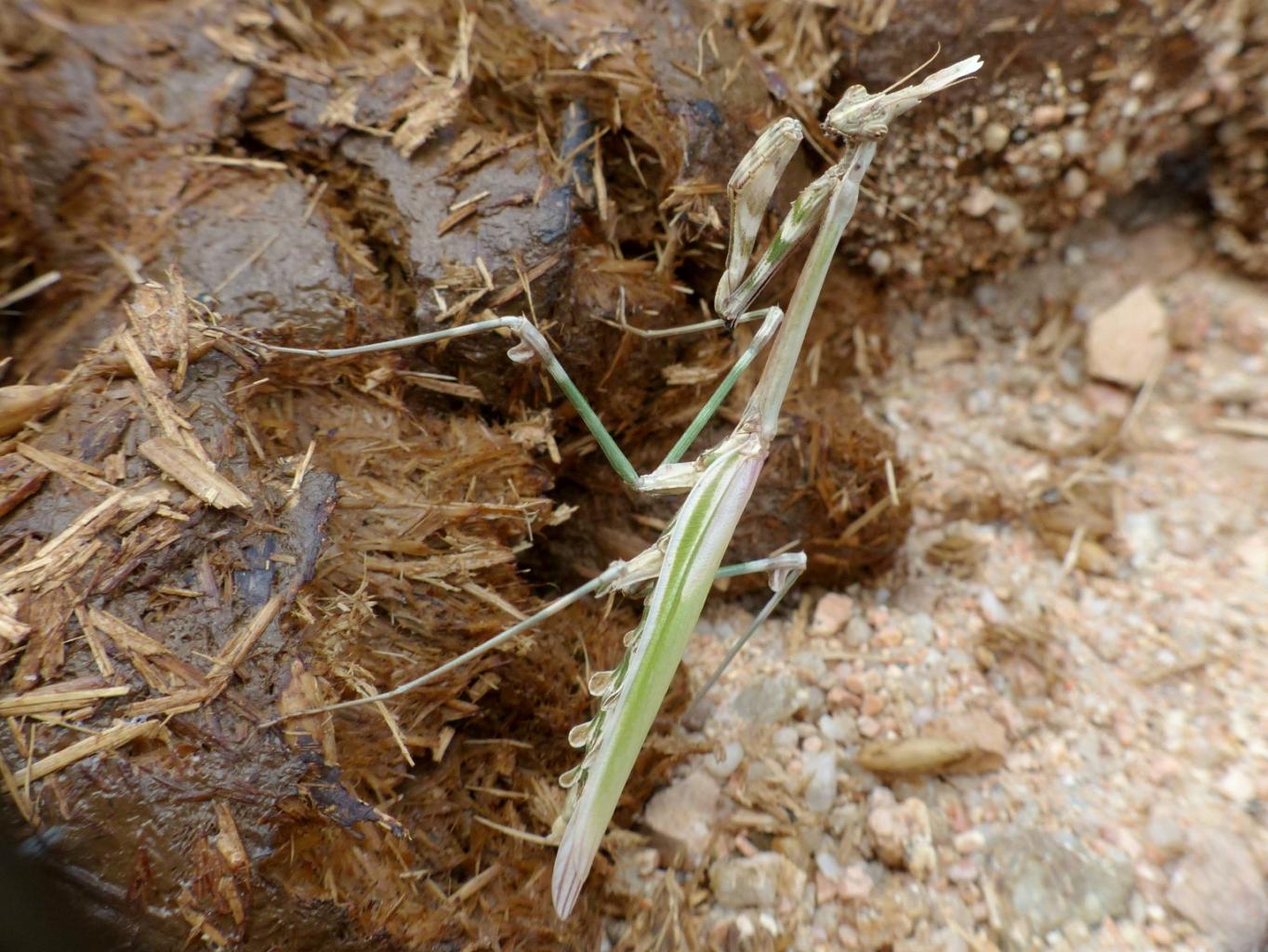 Giovane Empusa fasciata